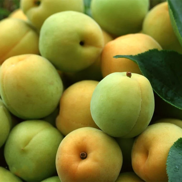 2021 New Product Instant Health Drink Powder Smoked Plum Juice Powder