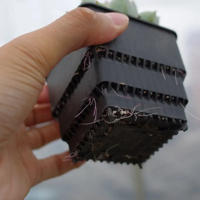 Square Plastic Flower Pots with tray for Starting Seedlings, or Succulents cactus plants