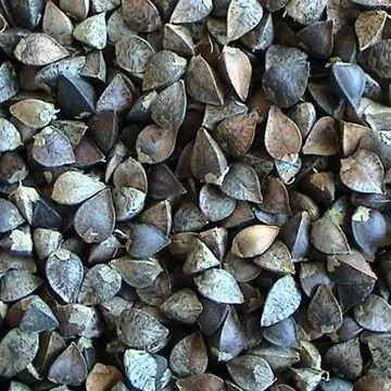china raw buckwheat hulls roasted buckwheat husk for pillow yoga pillow