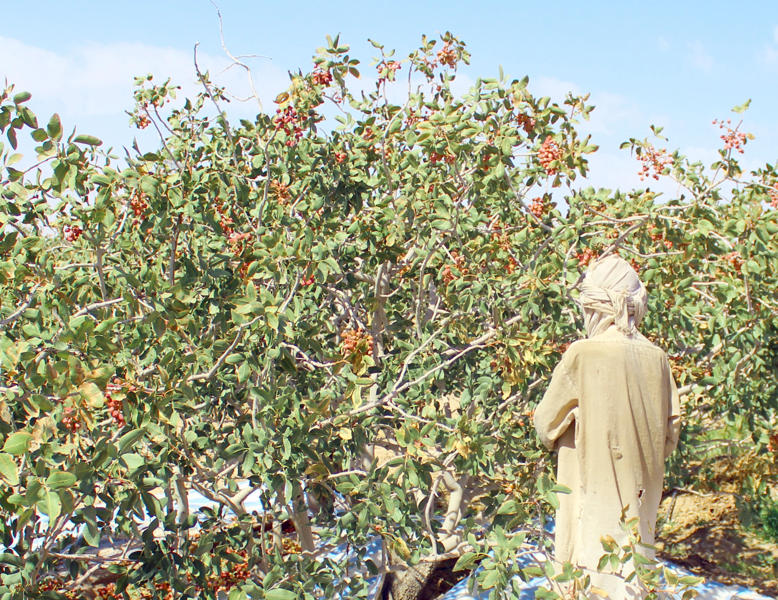 Премиум Оман, оптовая продажа, кейс для сухих орехов в форме миндаля, фисташки