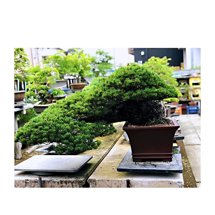 
Home And Garden Wholesale High Quality Live Real Bonsai Japanese Tree 