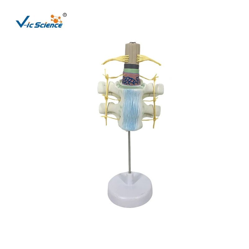 thoracic vertebrae with spinal cord thoracic vertebrae with spinal cord human body anatomy model