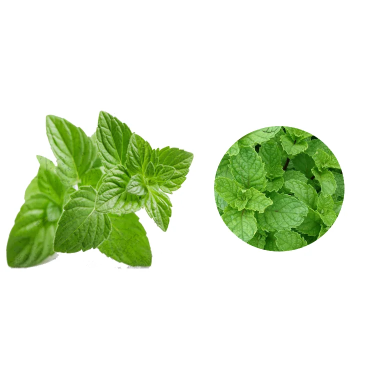 
Травяные растения, порошок экстракта мяты 