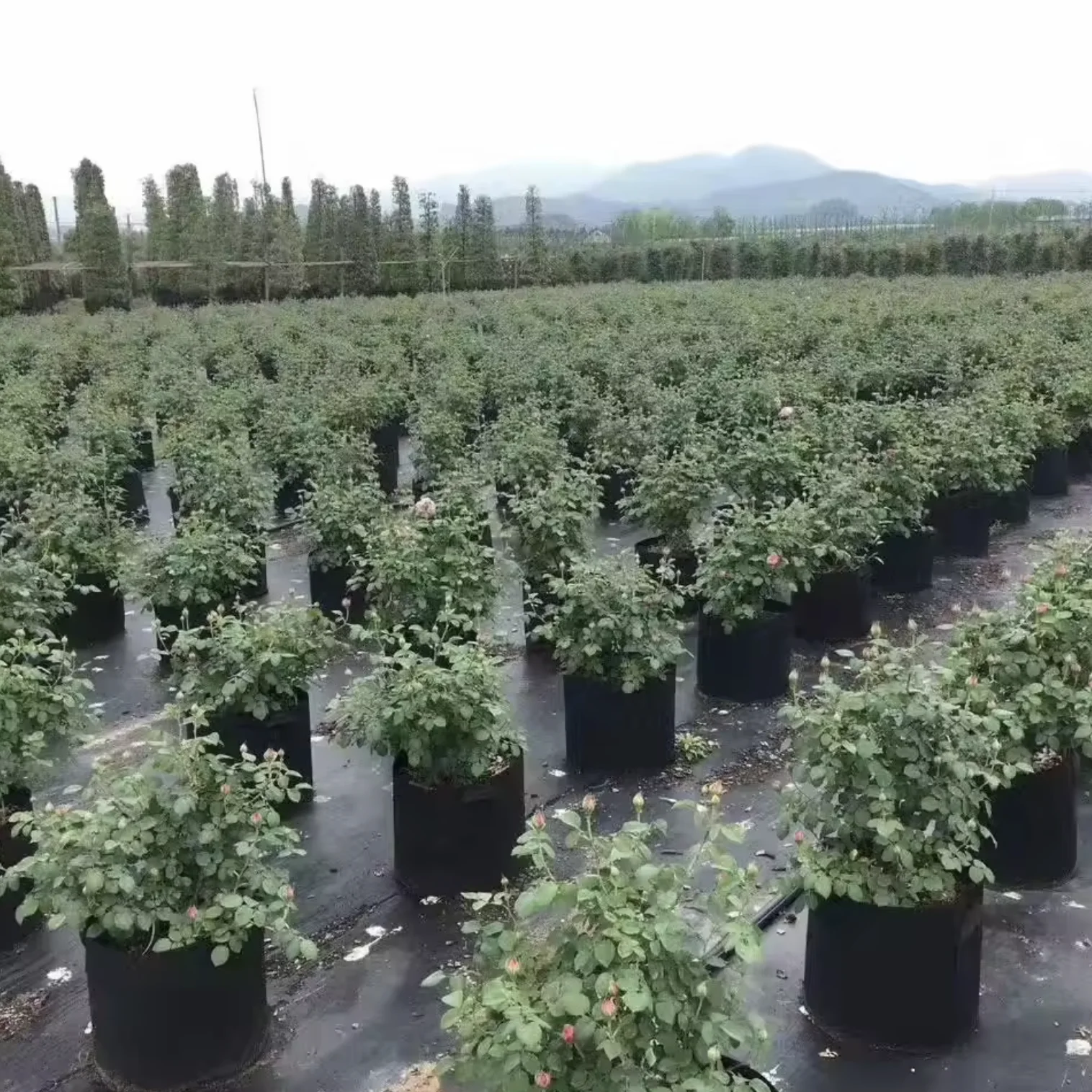 Biodegradable 20-Gallon Peach Breathable Multifunctional Garden Plant Grow Pipe Sample Available Root Vegetable Nursery Plant