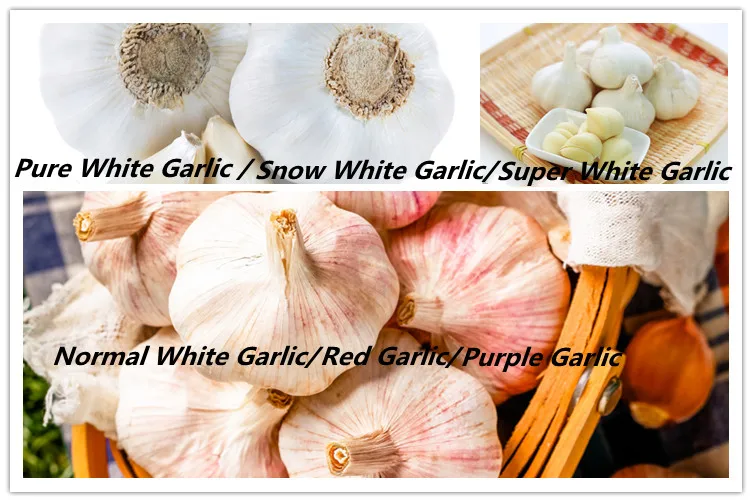 Fresh Garlic