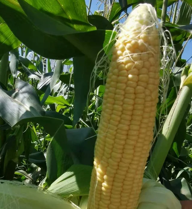 WHOLESALE IQF FROZEN SWEET CORN KERNEL frozen vegetables