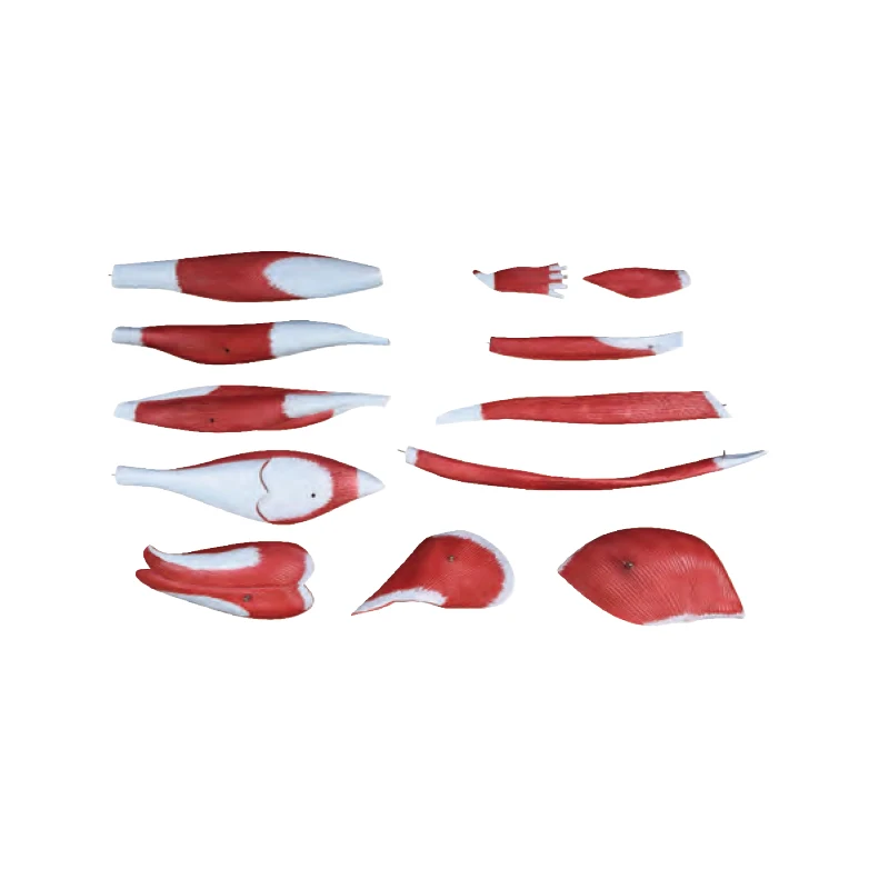 Medical Science Educational Teaching 80CM Human Male Muscle Model 27 Parts Human Bone anatomy Model