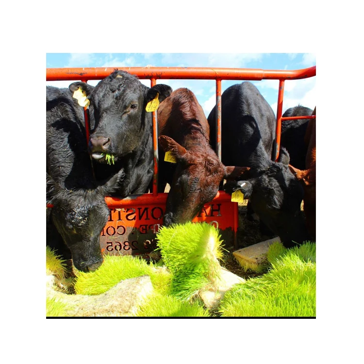 Всемирно Экспортируемые Популярные сломанные семена максимальный вес 3% корм для ячменя и животных 25 кг ПП-пакеты готовые к немедленной