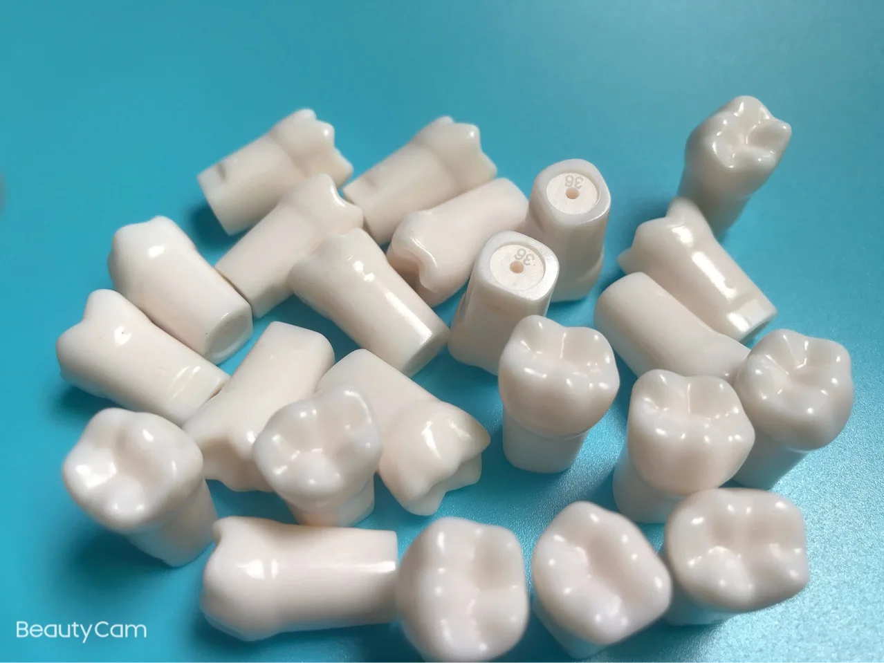 Favourable False Teeth Dental Teaching Model