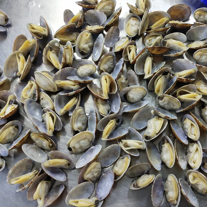 seafood supplier live frozen short necked clam with shell