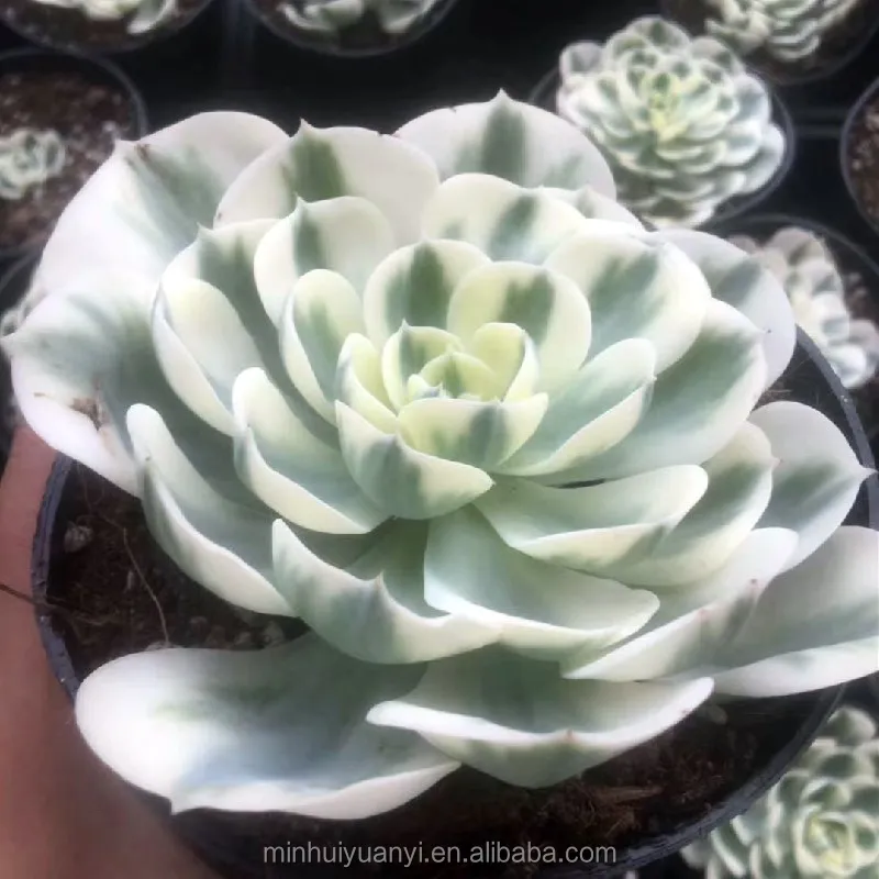  Реалистичные суккулентные растения Echeveria Lenore 6-8 см декоративное растение Дина садовое украшение для детской настоящие натуральные