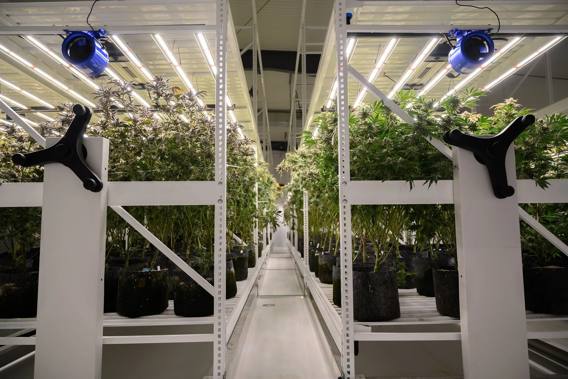 Microgreen system inside container indoors seed growing fruits and vegetables