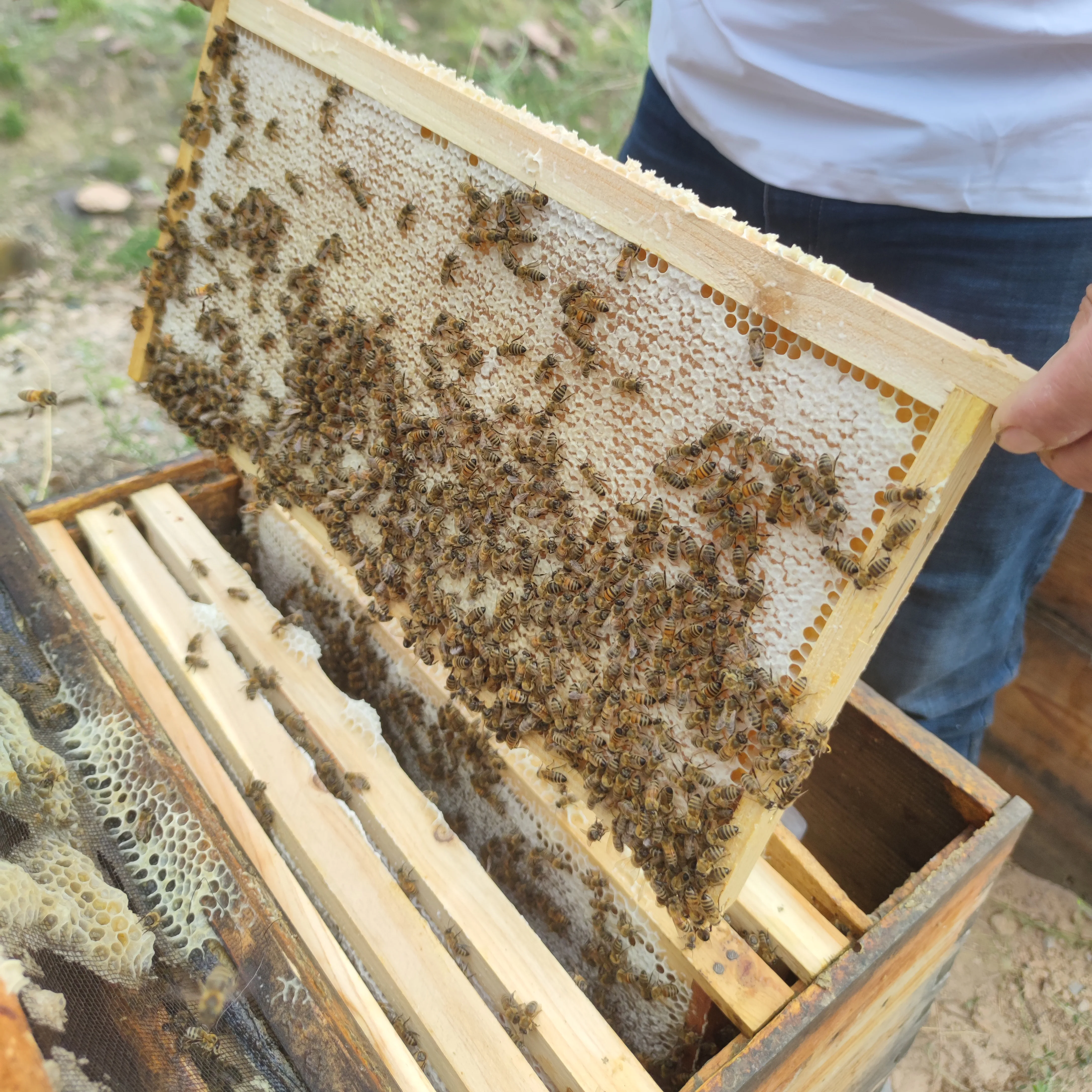 organic Beeswax 100% Pure Yellow Pastilles, for DIY Candle, Lip Balm, Body Cream, Lotion