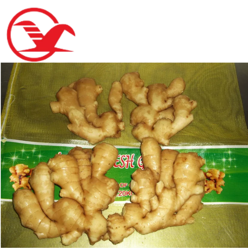 China factory sale 22 kg Mesh Bag Fresh Yellow Shandong Ginger Jengibre Gingembre