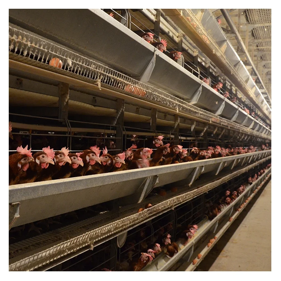 
 Современный дизайн, H-образные автоматические яичные фермы, Аккумуляторный слой, куриные клетки  