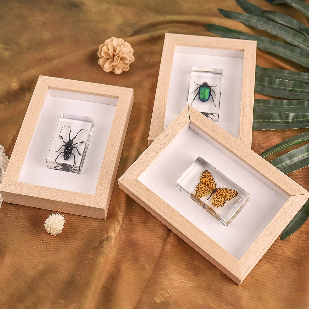 Обучающие принадлежности реалистичный образец Таксидермии насекомых в смоле биологическая модель учебные пособия 38*38*14 мм Янтарный
