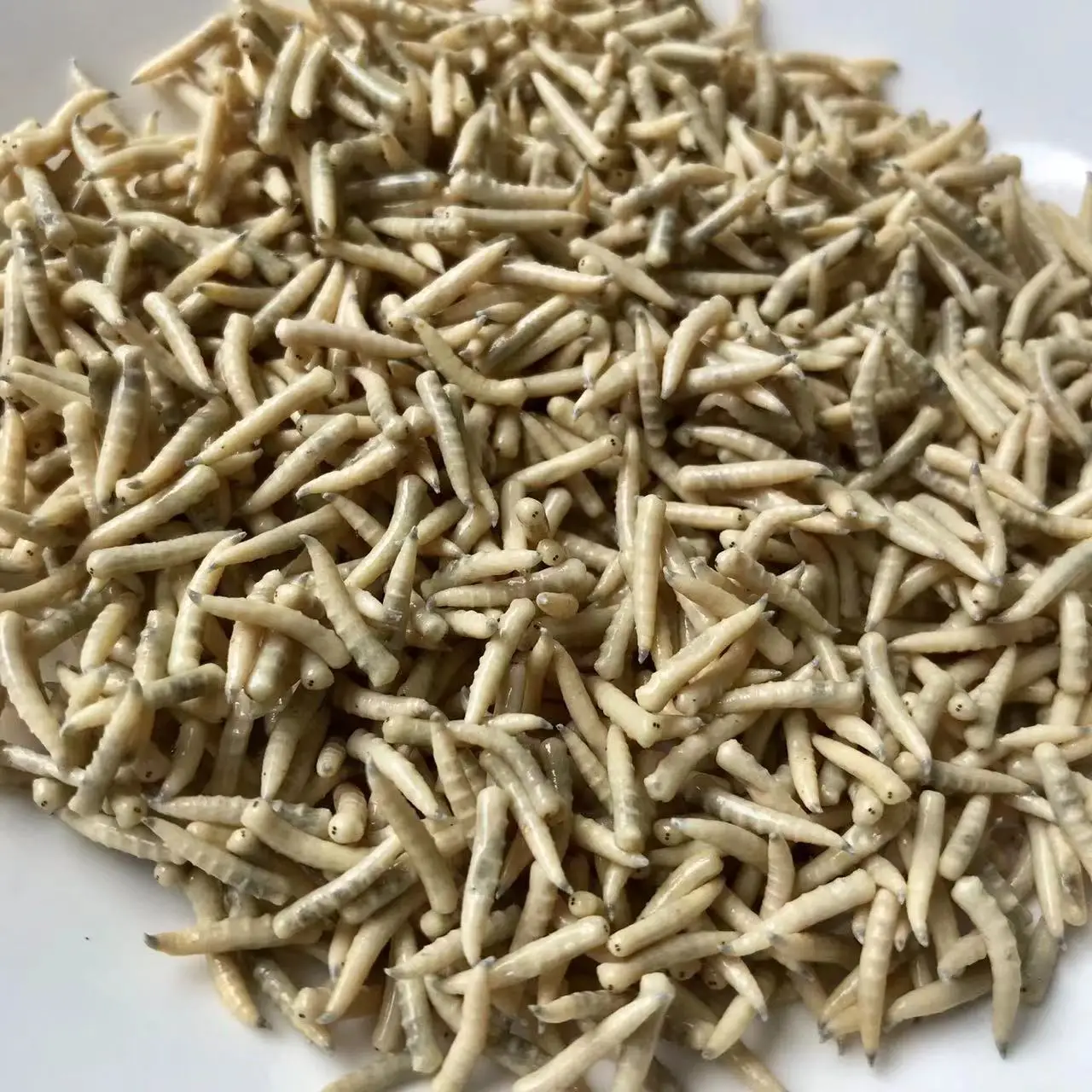 Пищевые насекомые Eco Fresh Riceworm корм для домашних животных съедобные рыбы черепахи птицы