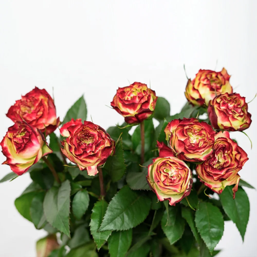 Competitive Price Long Stem Natural Bulk Fresh Cut Flowers Roses for Wedding Decoration