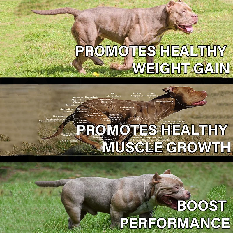 Custom All in One Dog Muscle Bully Gain Supplement Boosts Energy High Whey Protein Dog Health Care Supplement