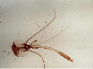 BestScope BPM-1080H 10x-200x Portable HD Digital Microscope for Education and Industrial Inspection