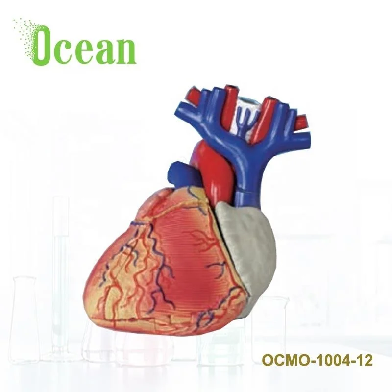Медицинская анатомическая пластиковая мини-модель человеческих органов