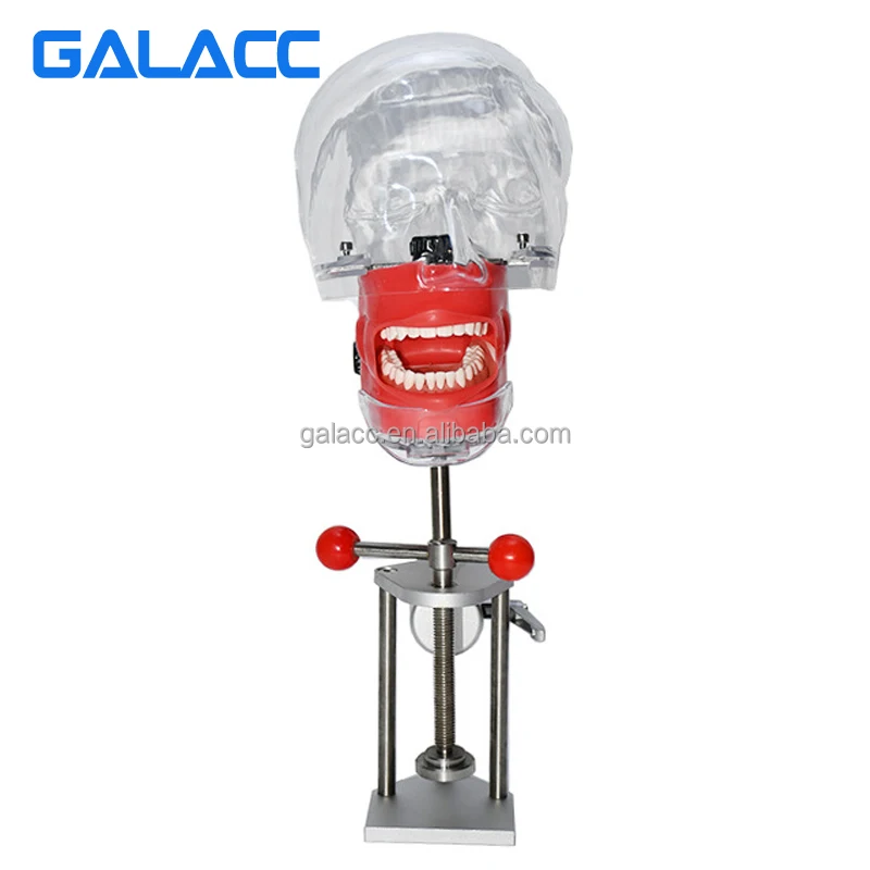 Simple Dental Head Model T Dental Phantom Head Model Simulator Human Body Model Kits To Assemble Goods