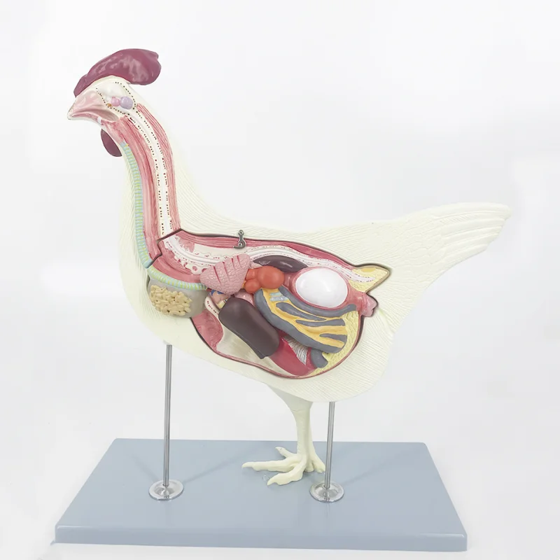 YA/B024 Life Size Chicken Anatomical Model the Hen Anatomy Model