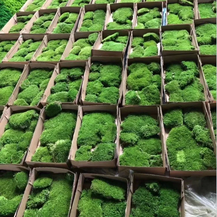 Wholesale environmental decorative Stabilize Reindeer Moss Wall Preserved Moss for Decorations