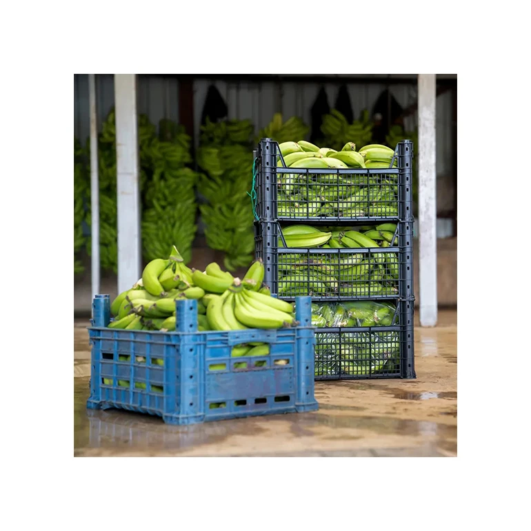 Wholesale Bulk Importer Natural Agriculture Premium Bananas Ecuador