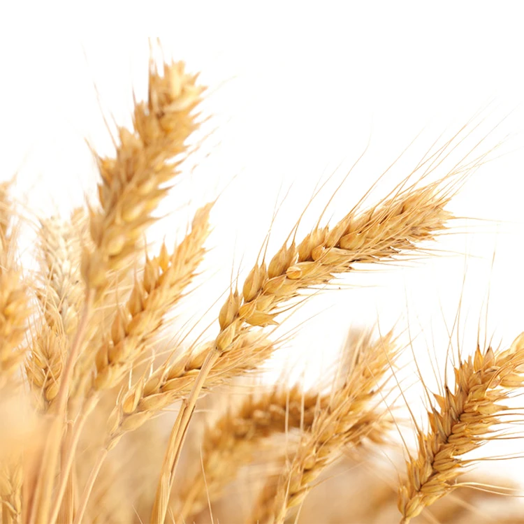 Best Quality Fresh Wheat Grain for Animal and Human Feeding