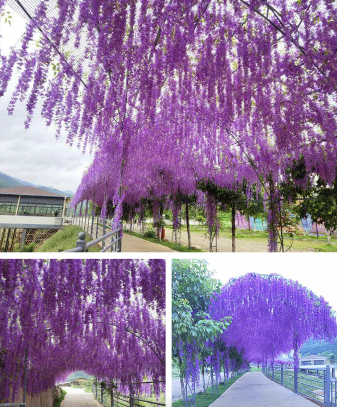 Wholesale 3 Branches Flowers artificial Hanging Artificial Flowers Wisteria For Wedding Decorations