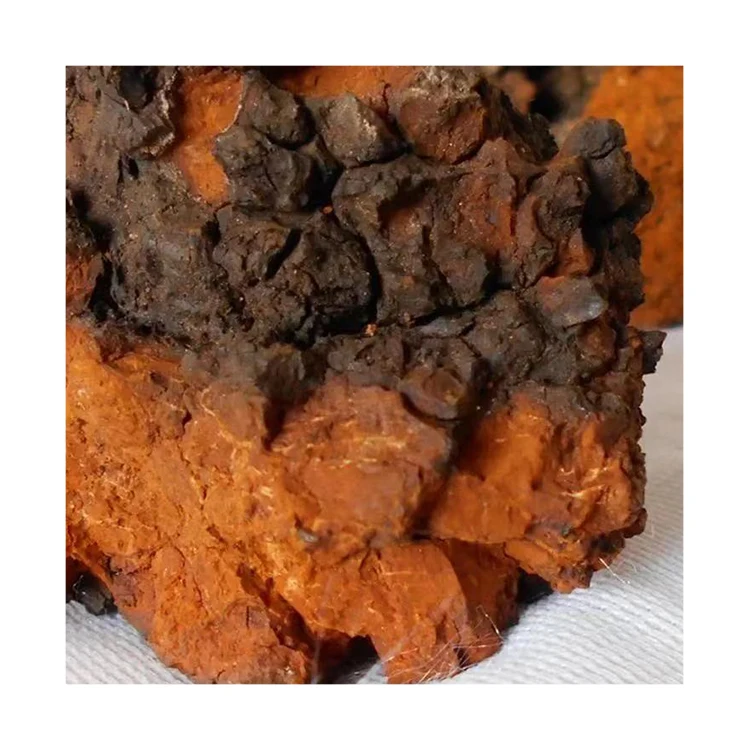 
Plant Wholesale Price Inonotus Obliquus Fruiting Body For Improve Immunity 