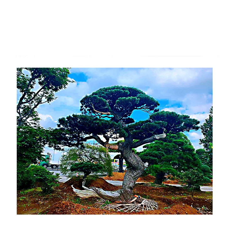 
 Японский высококачественный бонсай дисплей, небольшая распродажа деревьев для оптовой продажи  