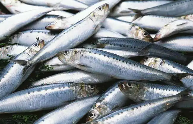 Frozen Fish Sardines For Canning And Market Sardinella Longiceps