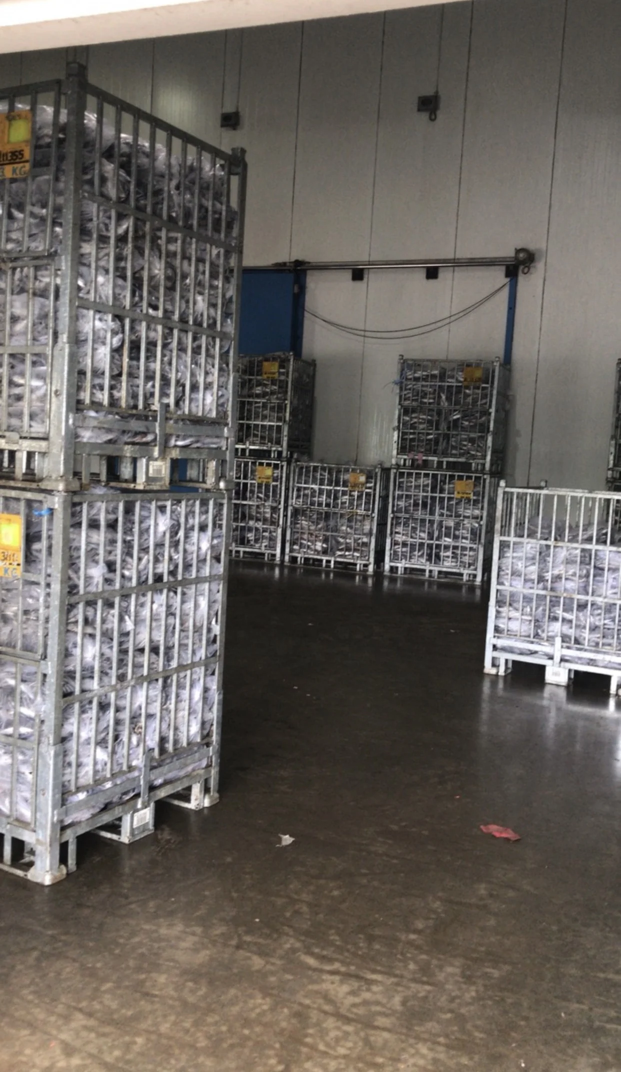 frozen Tuna king fish mackerel best quality from indonesia