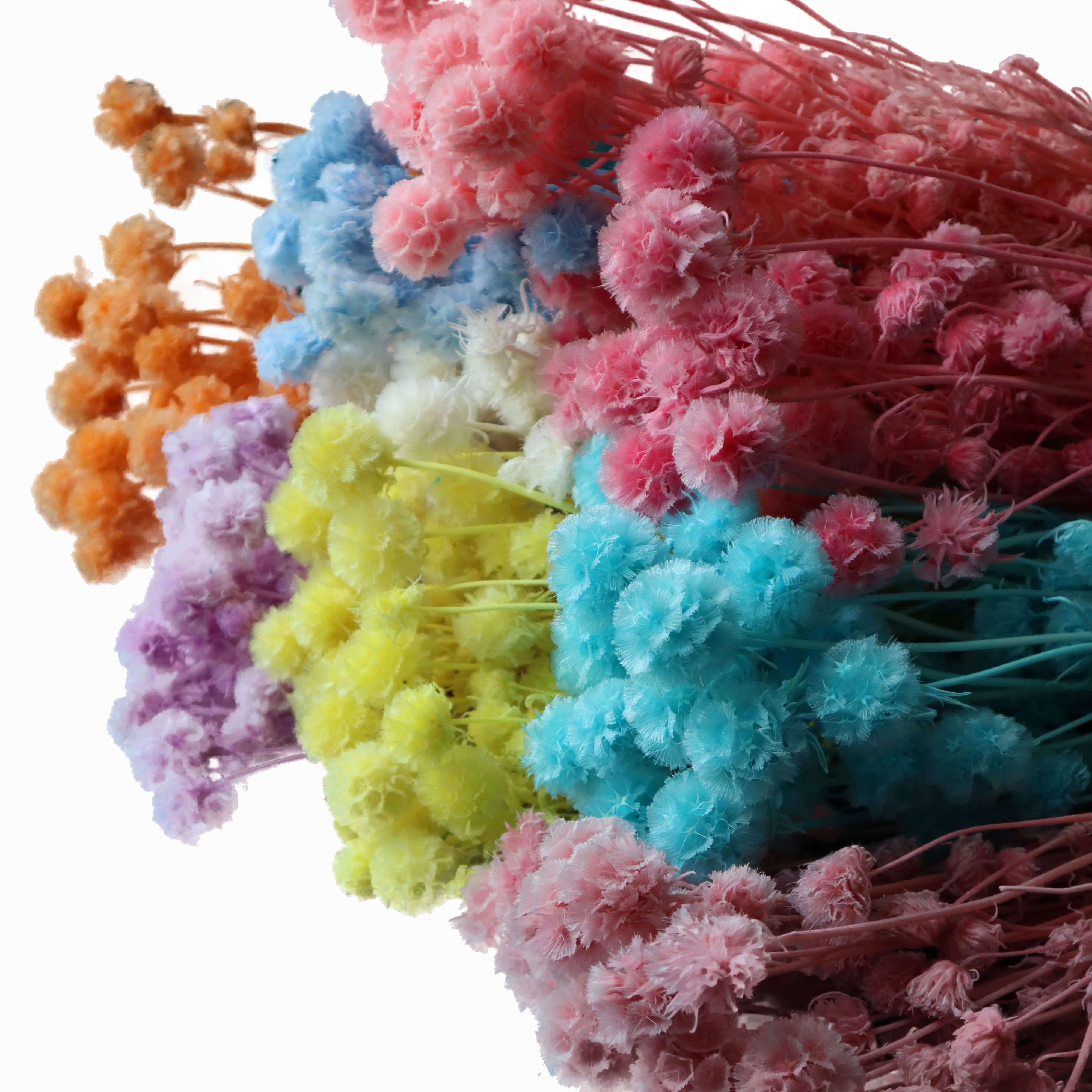 2021 Hot Selling Real Preserved Dried Flower Windmill Fruit Flower Nature Plant Preserved Flowers