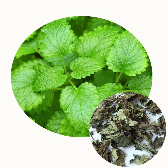 ning meng xiang feng ye 2020 new harvest herb spices dried lemon balm leaves