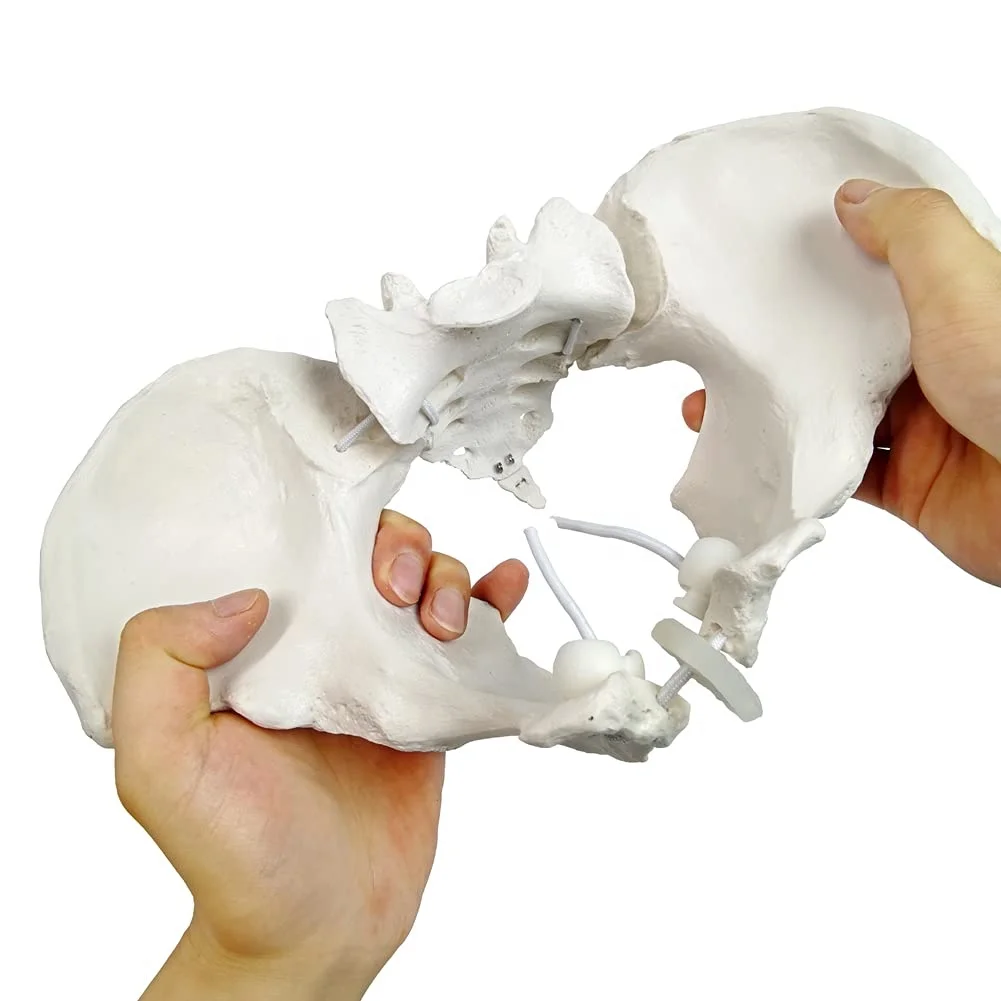Life size Flexible Female Pelvis  Model and joints can be extended easily disassembled for Science Classroom Study Display