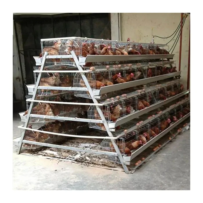 WIN 1000 4 Tiers Chickens Battery Cages for Sale Brooding in Uganda Layer Chicken Farm