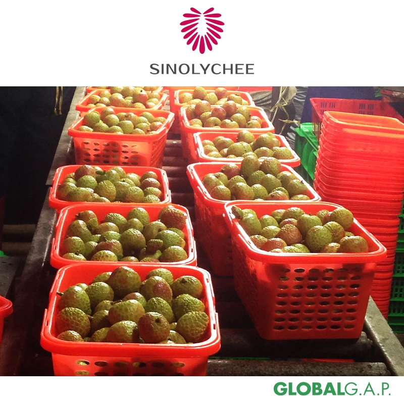 Good Quality Wholesale Fresh Lychee Litchi Lichee from China