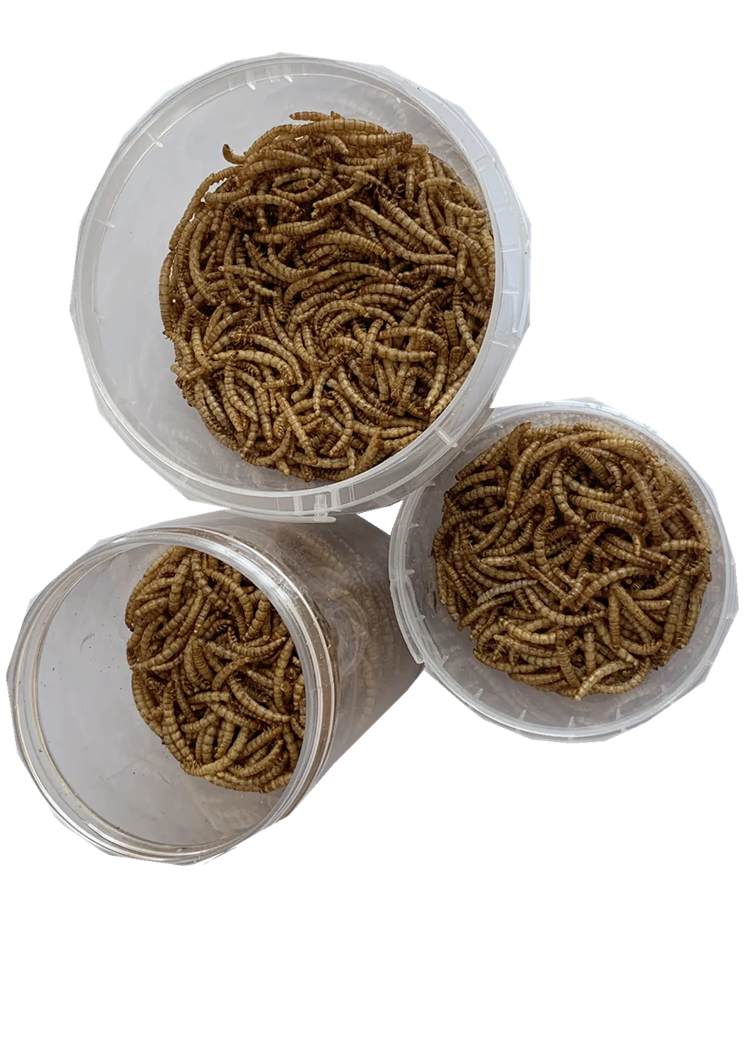 High protein dried mealworm insect for parrot bird food