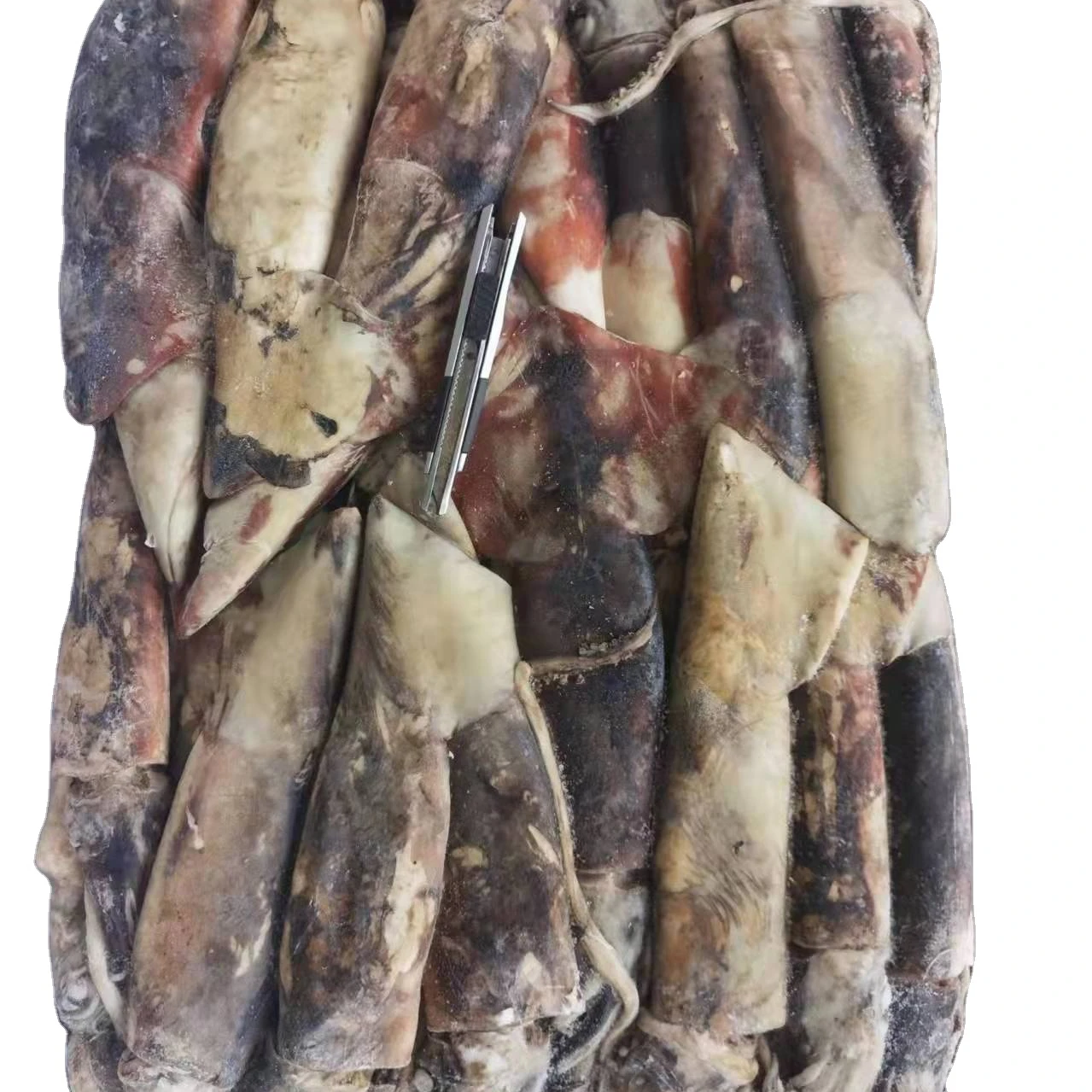 frozen squid for bait