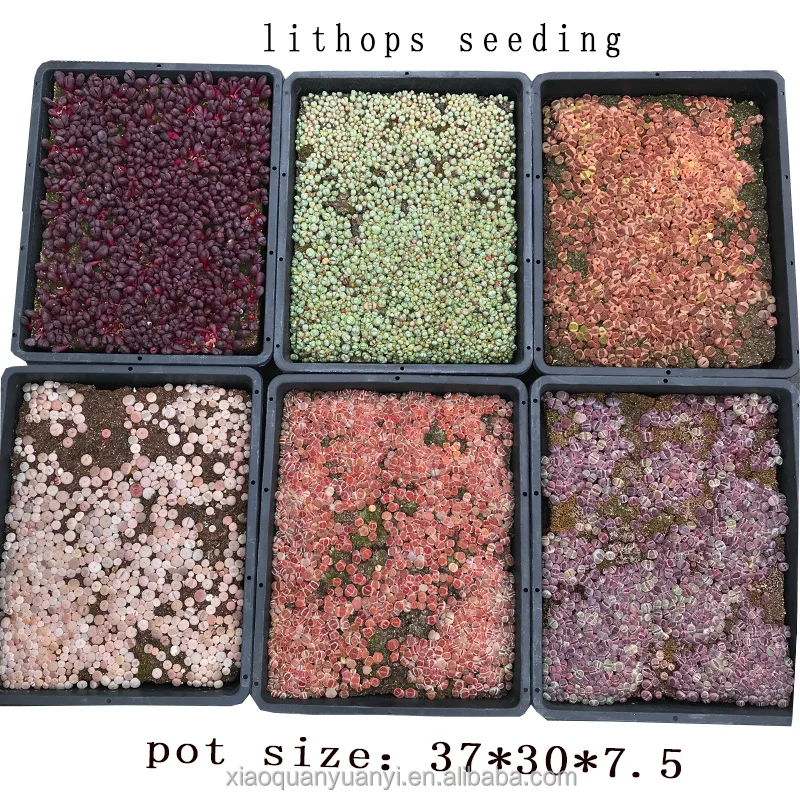 
violet Lithops in bonsai Wholesale sales of all kinds of Dendrobium lithops 