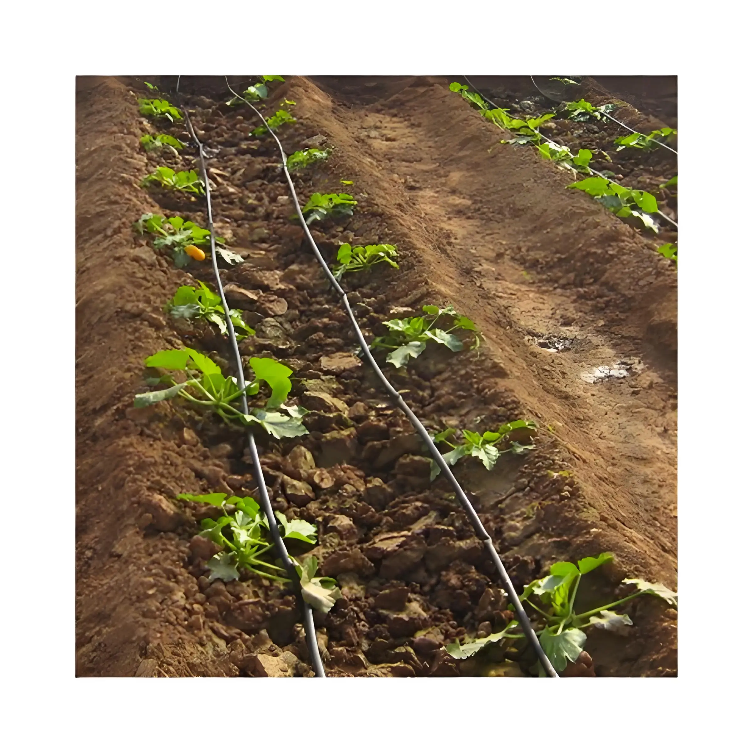 Drip irrigation system drip hose drip line for agricultural farms irrigation pipes
