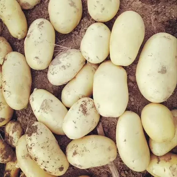 Low price high quality potato
