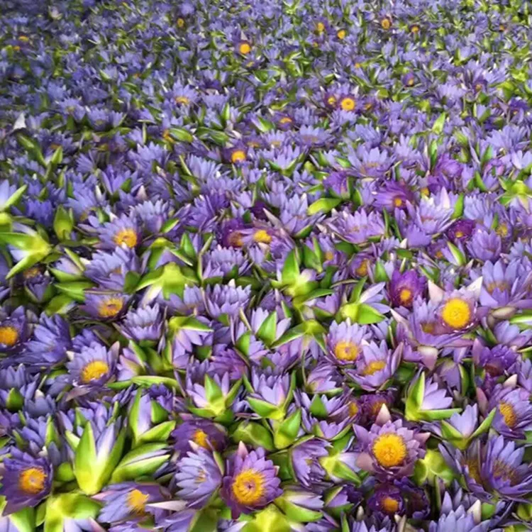 Wholesale Premium Quality Lan Lian Hua Bunga Teratai Biru Kering Dried Blue Lotus Tea Beauty and Health Tea Blue Lotus Flower