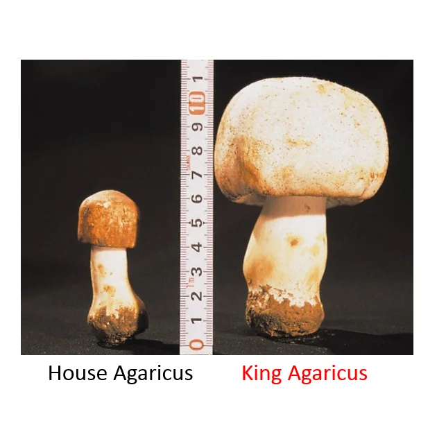 Agaricus mushroom healthcare food supplement products food grade