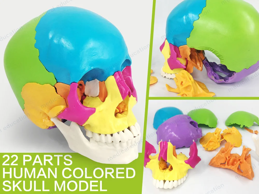 
22-part color separated human skull model , natural size, didactic painted skull 