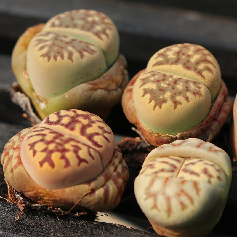 
biscuits Promotional price Lithops dorotheae mini Lithops natural live plants real succulent bonsai 