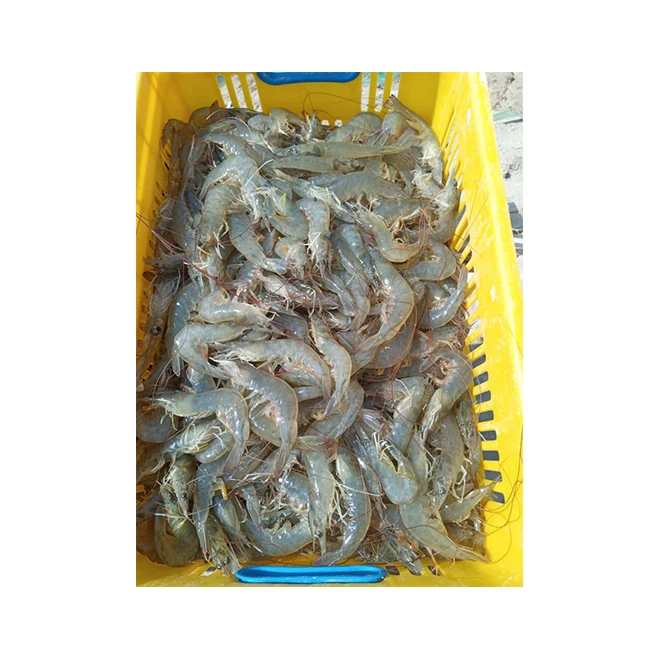 Hot Sale Wholesale Seafood Fresh Exporting Vannamei Shrimp Frozen